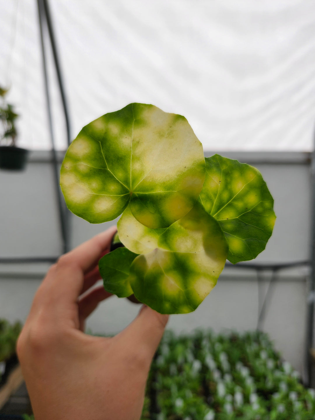 Farfugium Japonicum "Firefly" - Growers Choice
