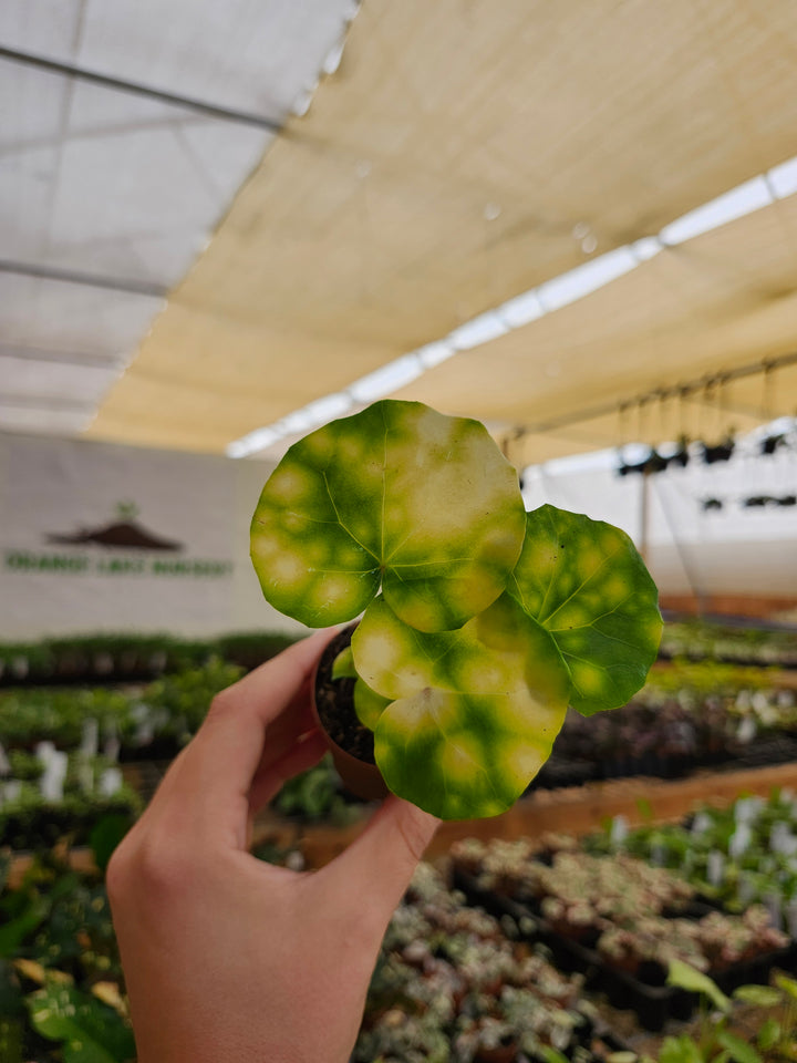 Farfugium Japonicum "Firefly" - Growers Choice