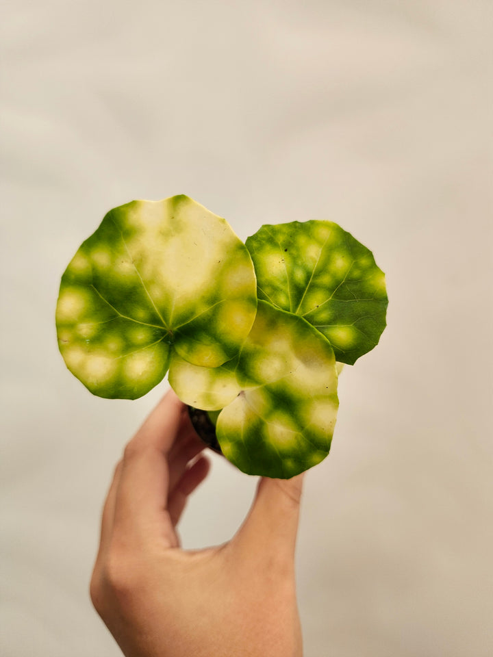 Farfugium Japonicum "Firefly" - Growers Choice