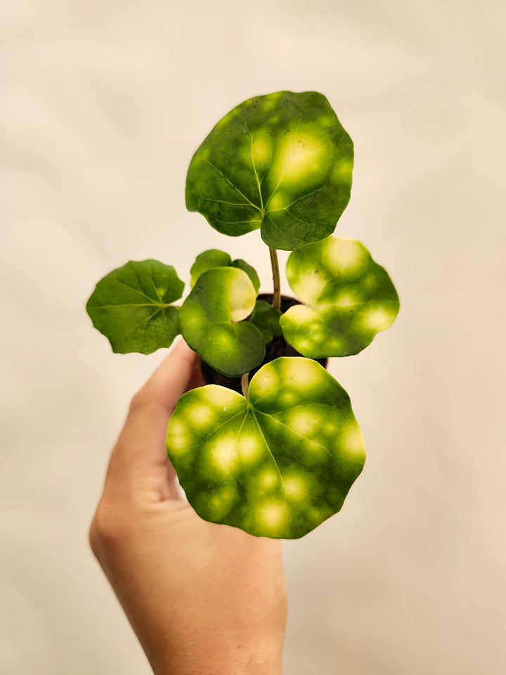 Farfugium Japonicum "Firefly" - Growers Choice
