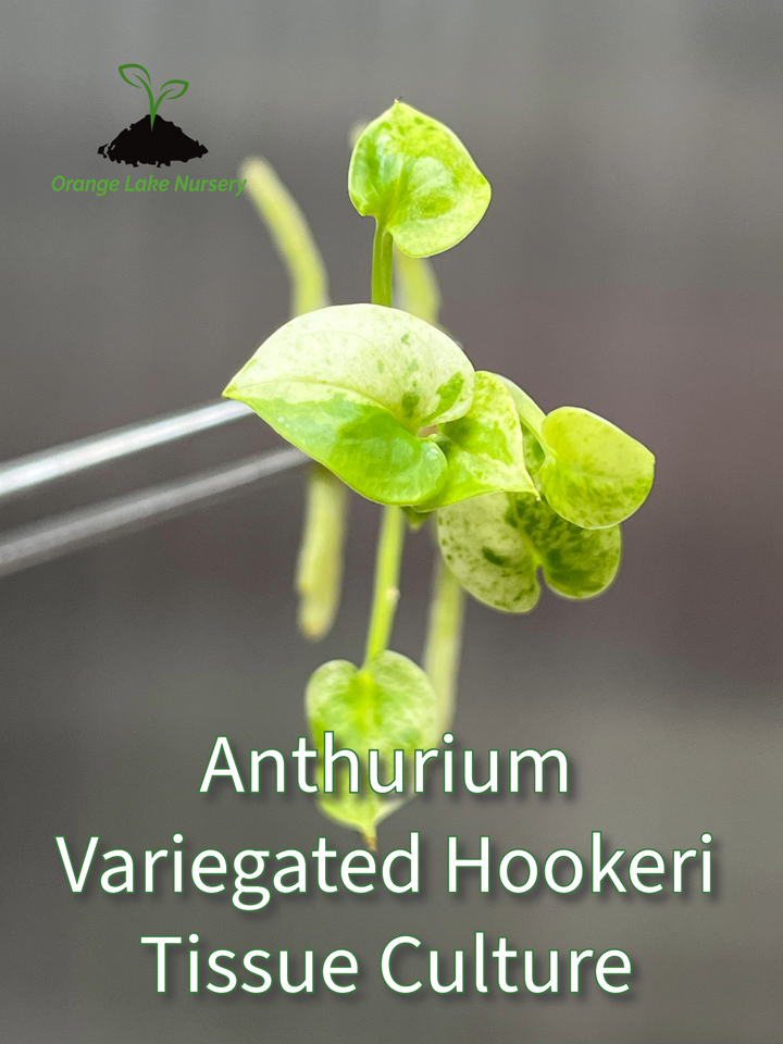 Anthurium Variegated Hookeri Tissue Culture