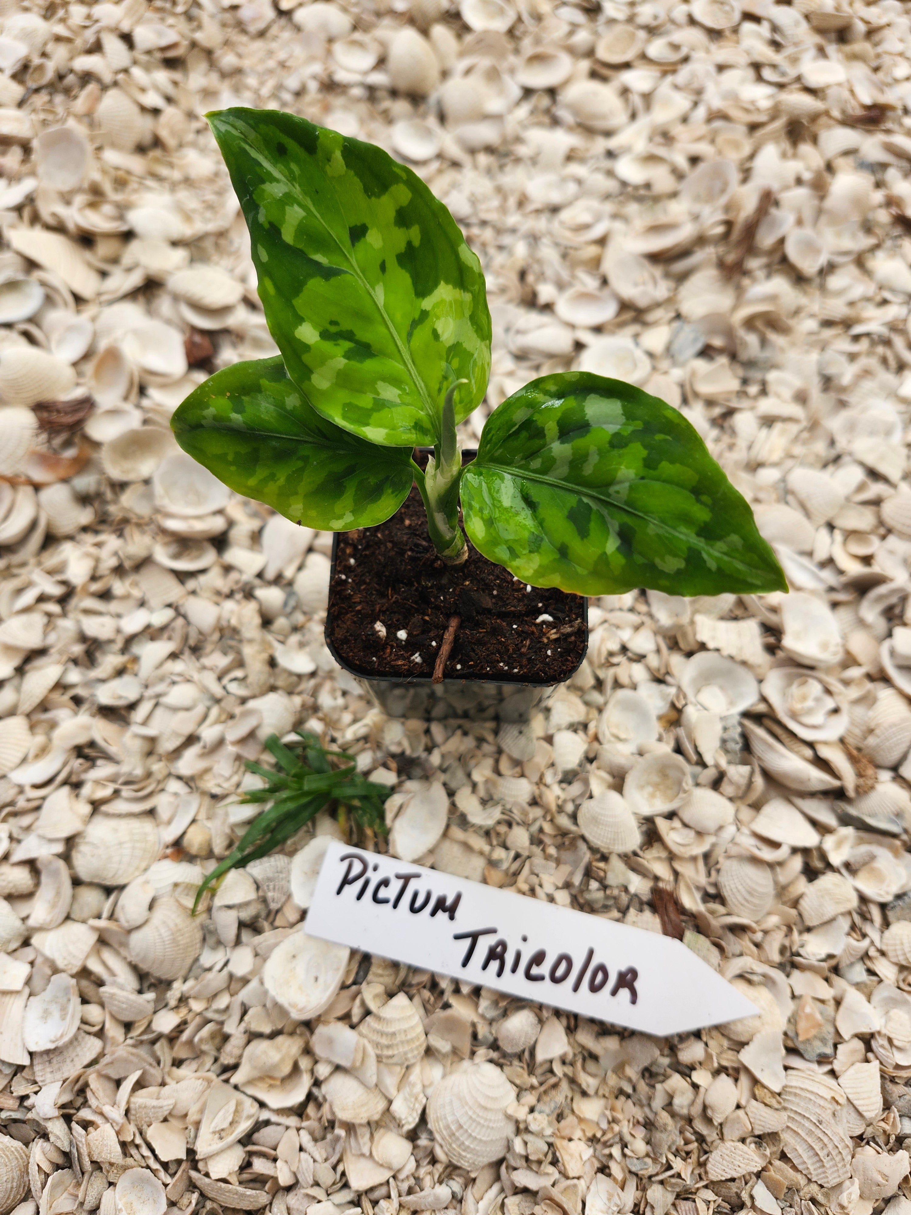 Aglaonema Pictum Tricolor – Orange Lake Nursery Aglaonema Pictum Tricolor – Orange Lake Nursery