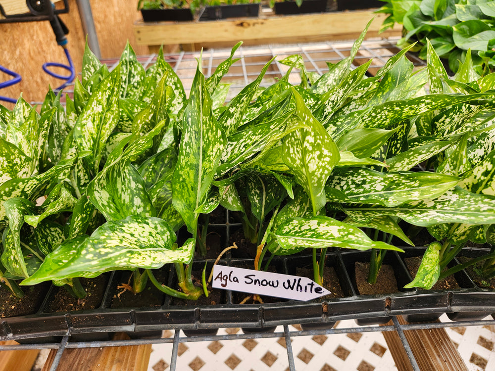 Aglaonema Snow White