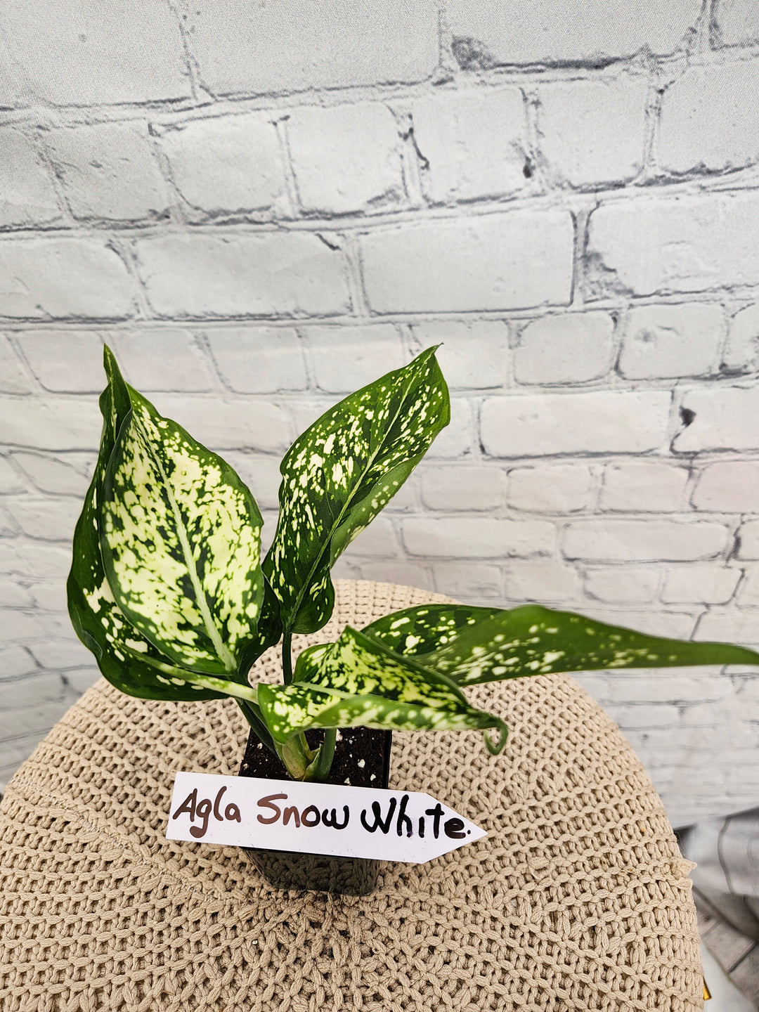 Aglaonema Snow White