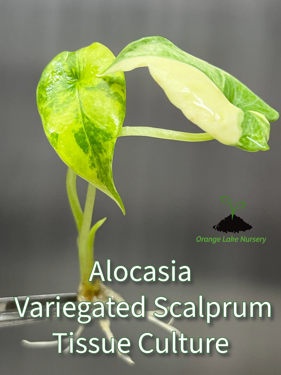 Alocasia Variegated Scalprum Plantlet