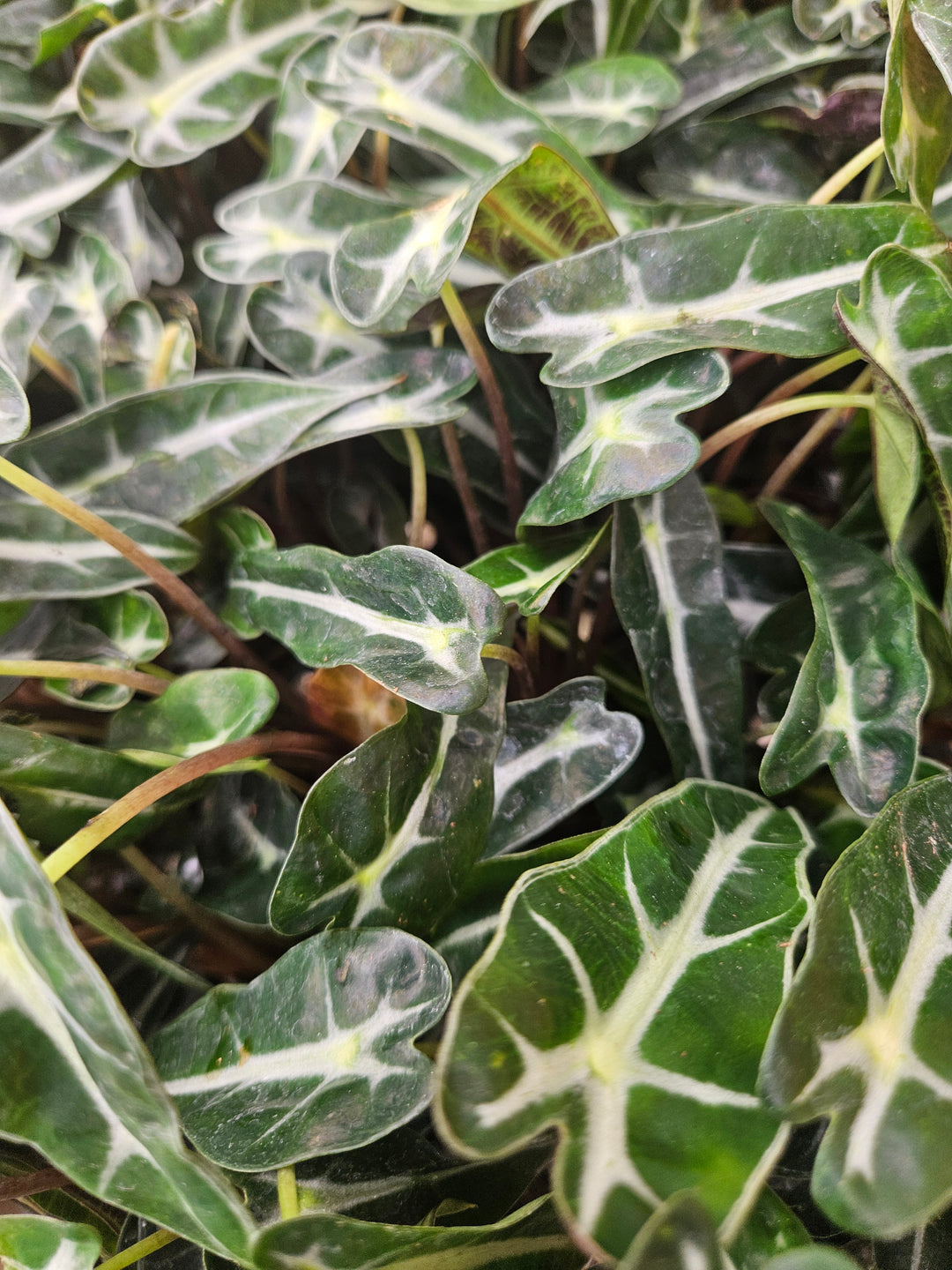 Alocasia Bambino Polly