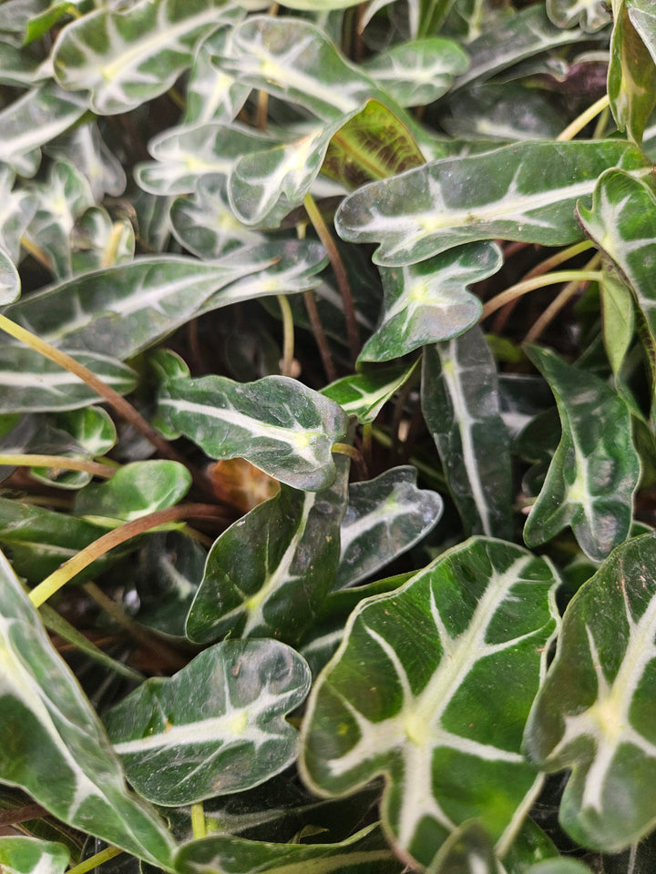Alocasia Bambino Polly