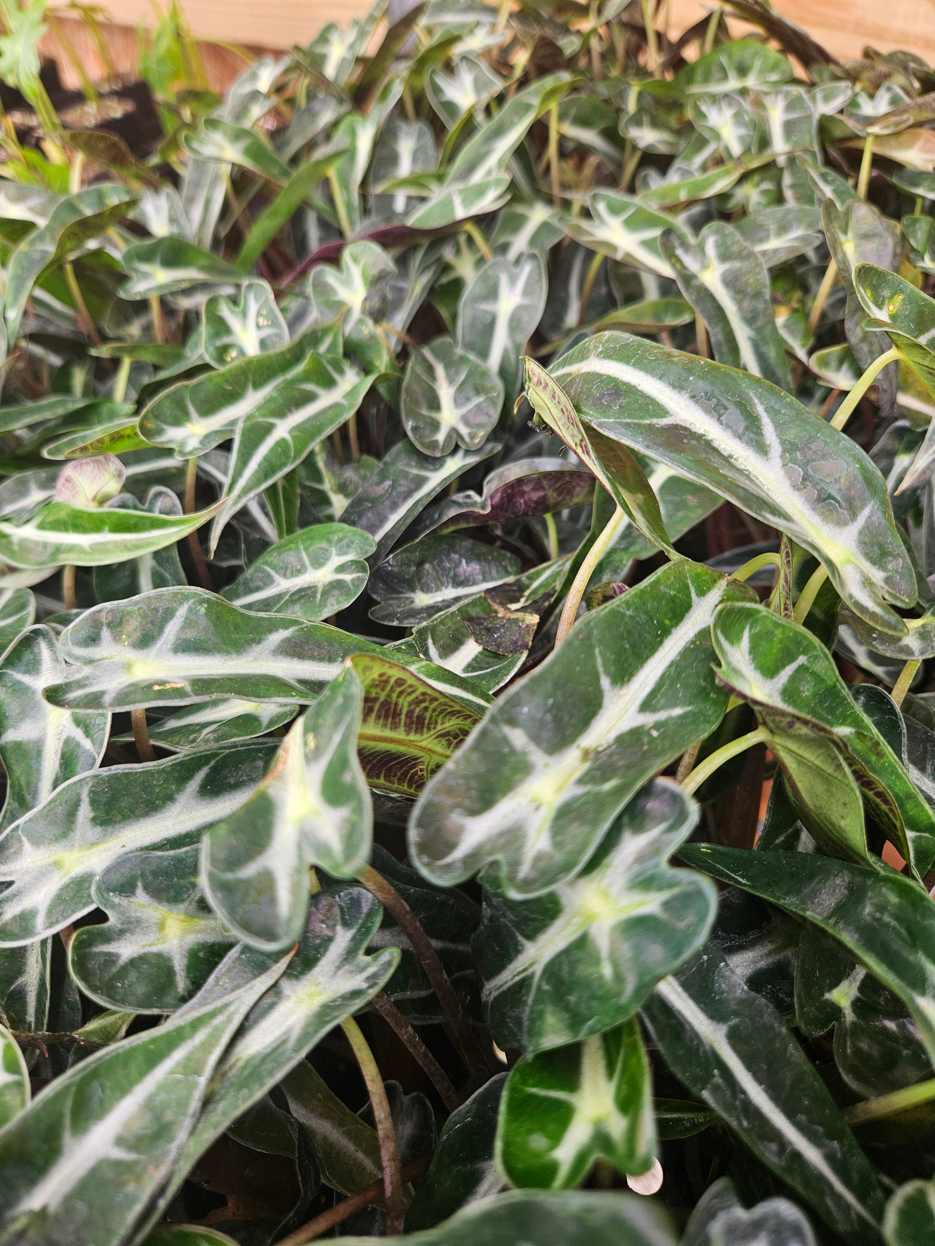 Orange Lake Nursery Alocasia Bambino Polly