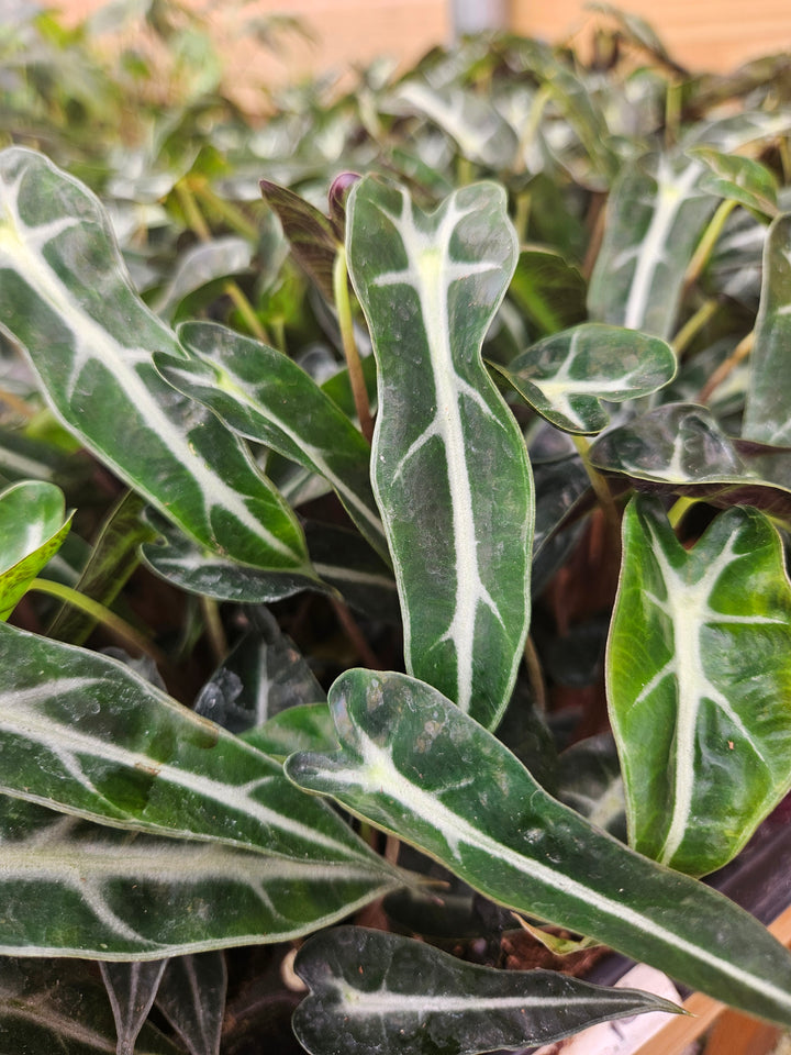 Alocasia Bambino Polly