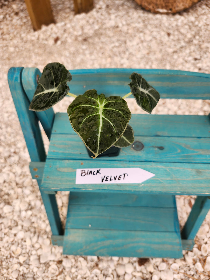 Alocasia Black Velvet