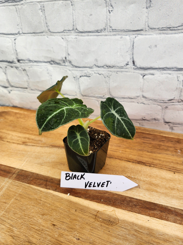 Alocasia Black Velvet