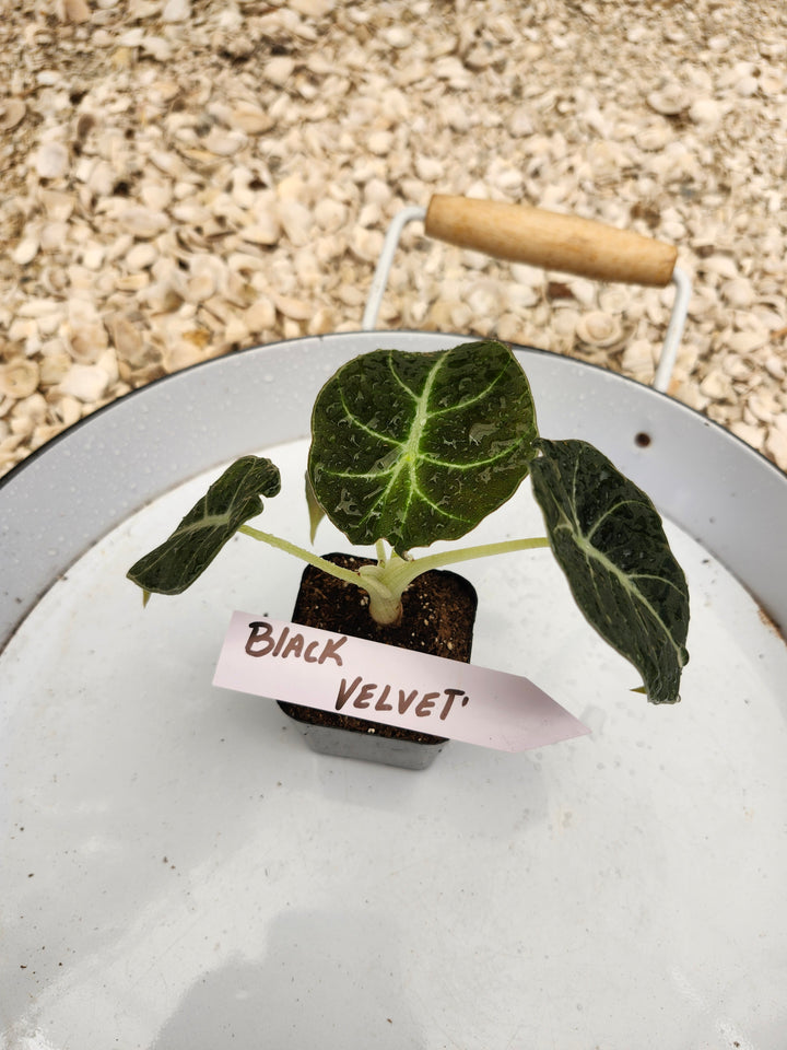 Alocasia Black Velvet