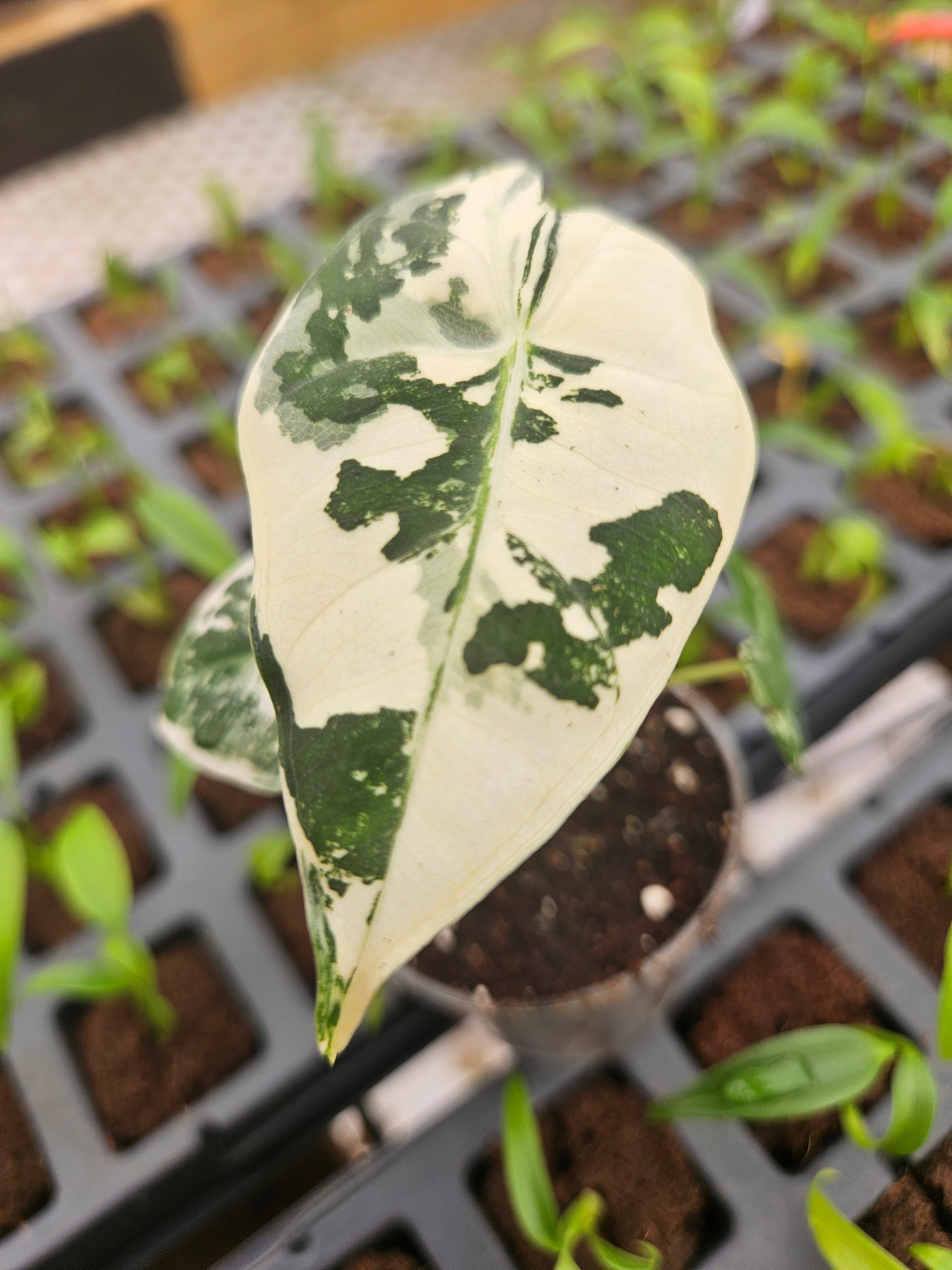 Orange Lake Nursery Alocasia Frydek - Thumbnail 5