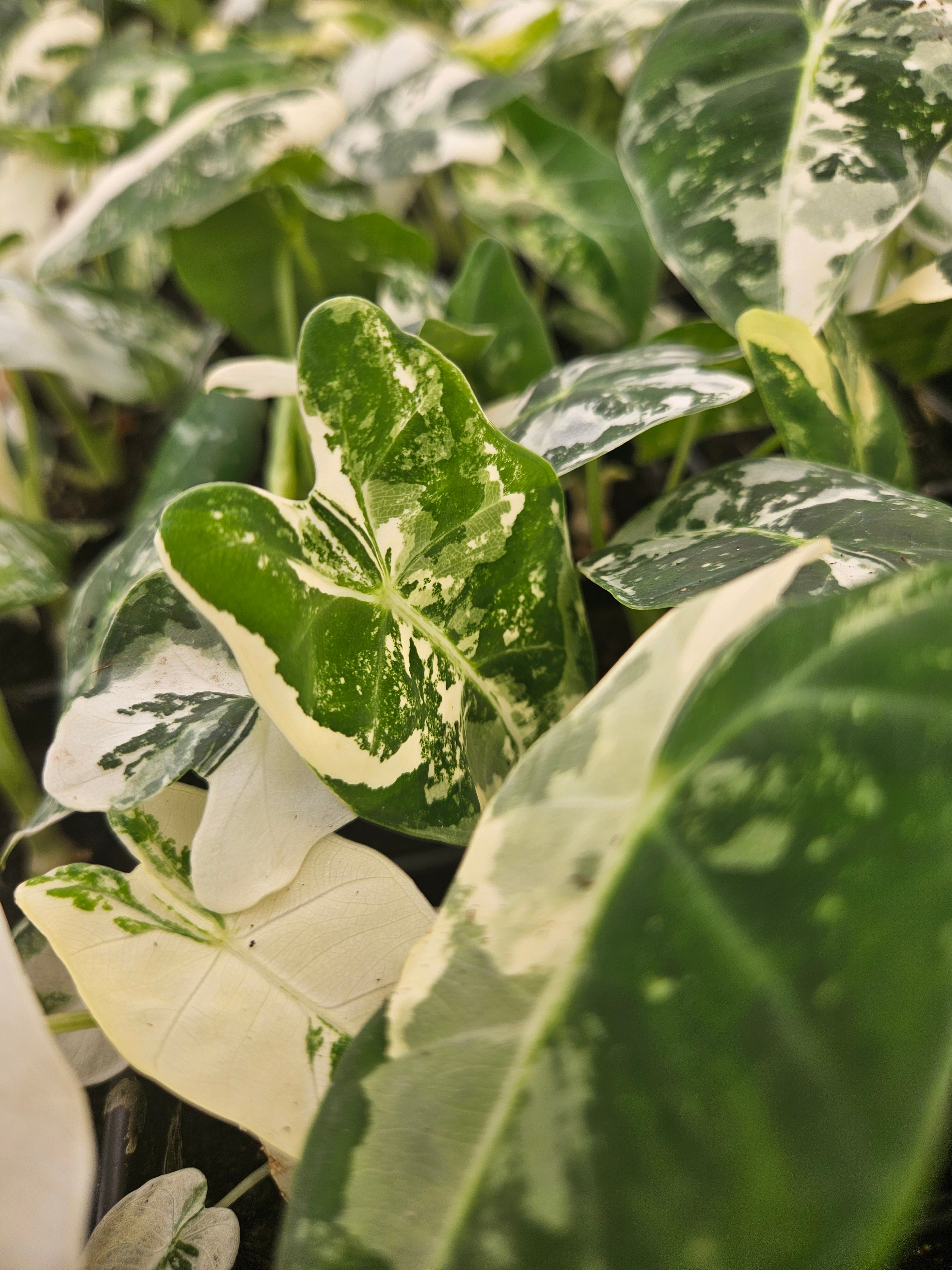 Orange Lake Nursery Alocasia Frydek - Thumbnail 4