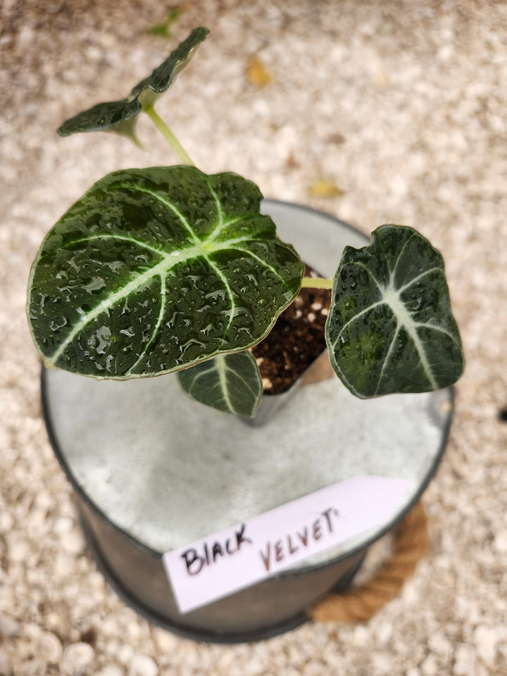 Alocasia Black Velvet