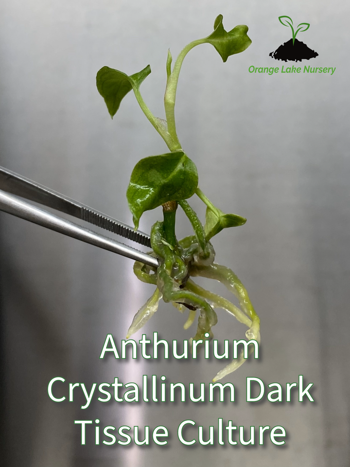 Anthurium Crystallinum Dark Tissue Culture