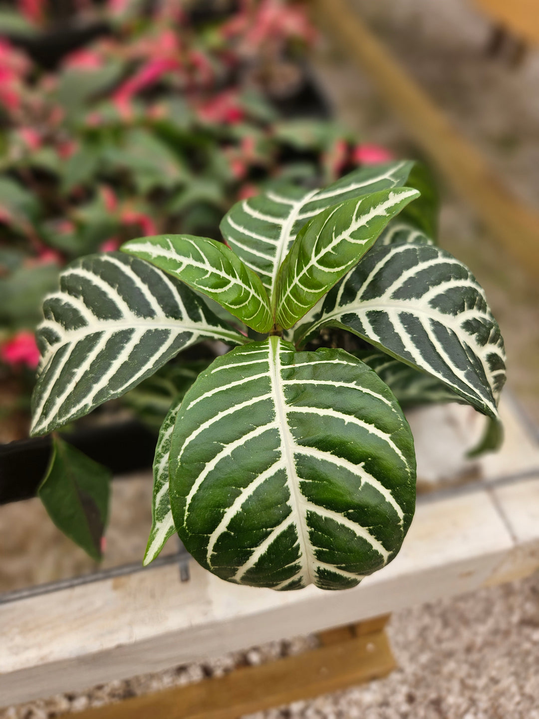 Aphelandra Dania (Zebra)
