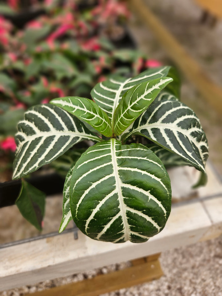 Aphelandra Dania (Zebra)