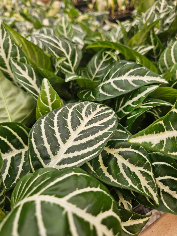 Aphelandra Dania (Zebra)