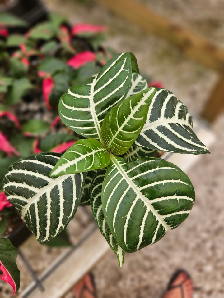 Aphelandra Dania (Zebra)