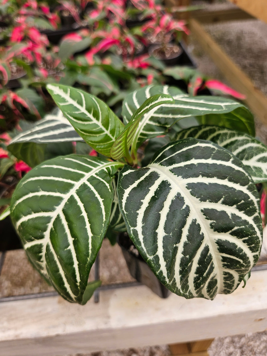 Aphelandra Dania (Zebra)