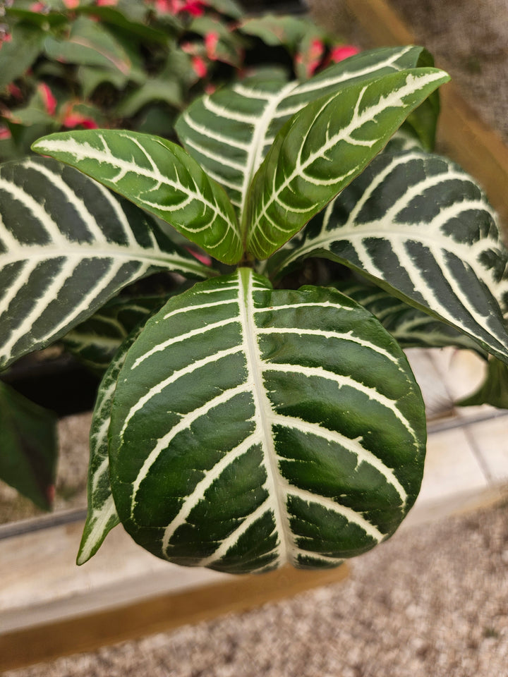 Aphelandra Dania (Zebra)