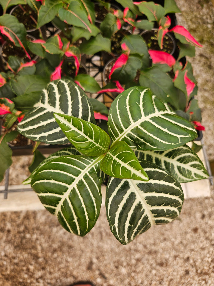 Aphelandra Dania (Zebra)