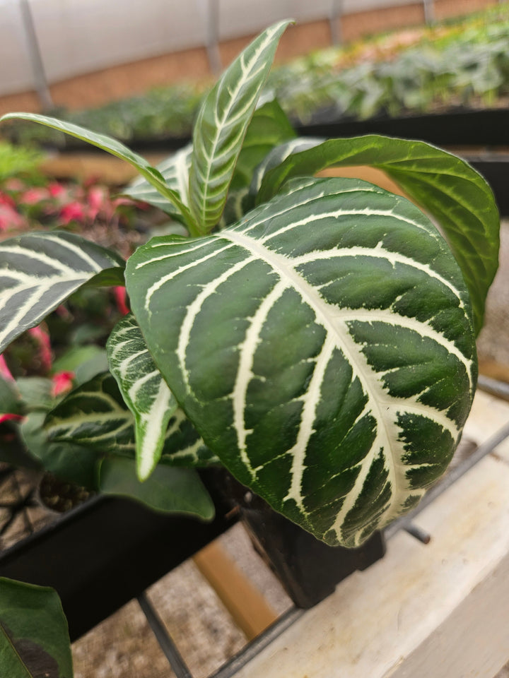 Aphelandra Dania (Zebra)