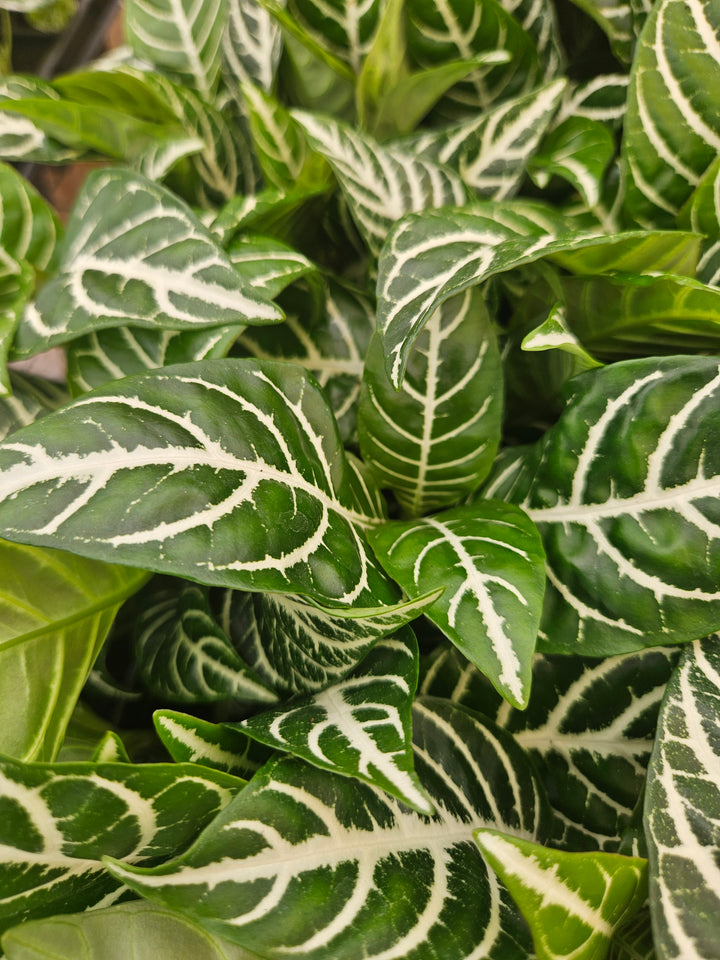Aphelandra Dania (Zebra)