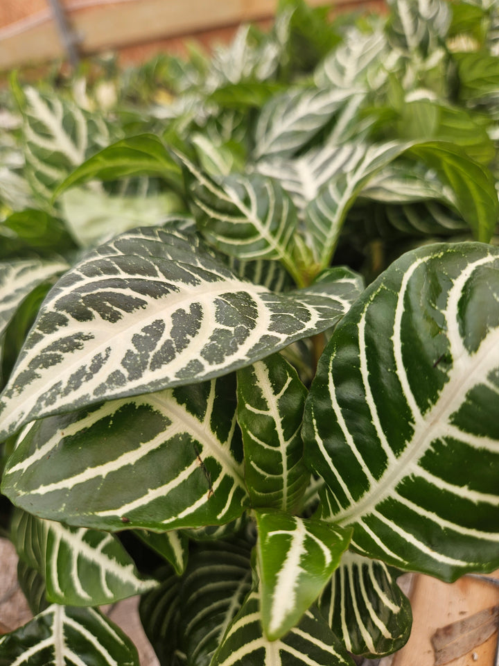 Aphelandra Dania (Zebra)
