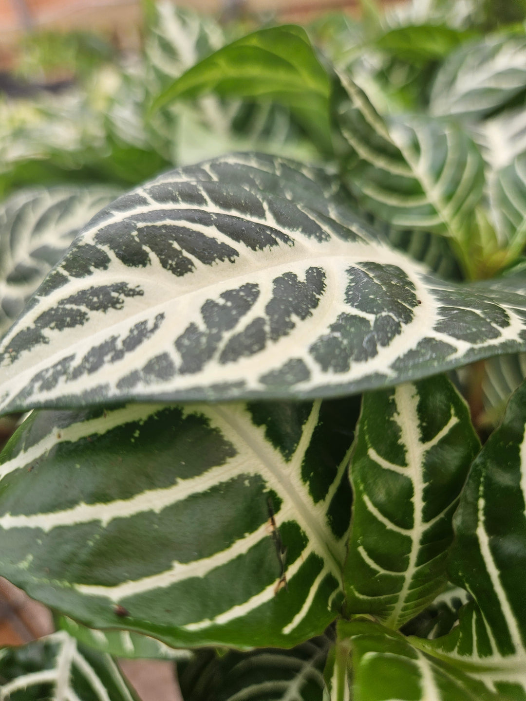 Aphelandra Dania (Zebra)