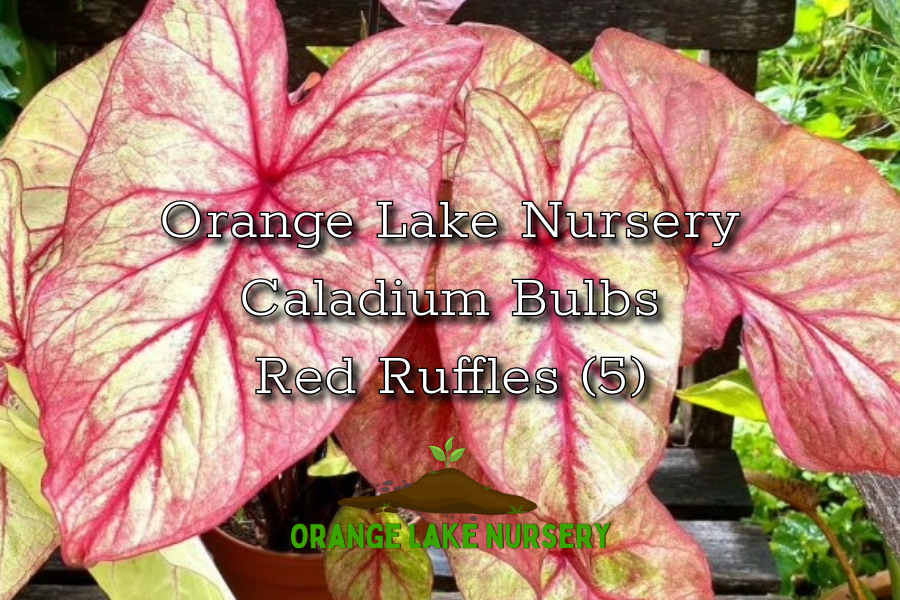 Caladium Autumn Beauty (5 bulbs)