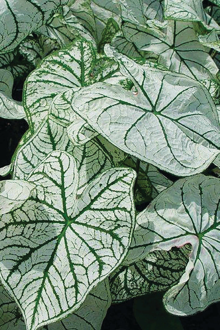 Caladium Candidum (5 bulbs)