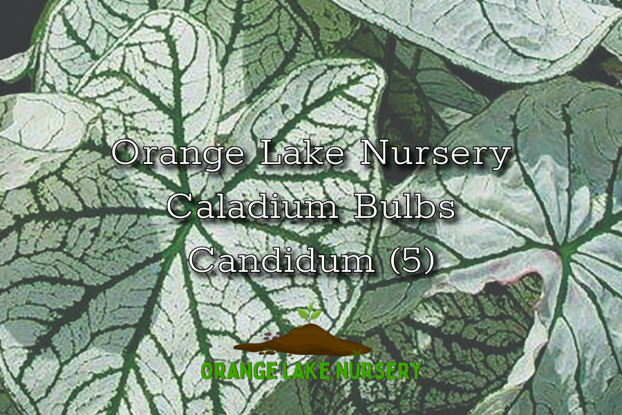 Caladium Candidum (5 bulbs)