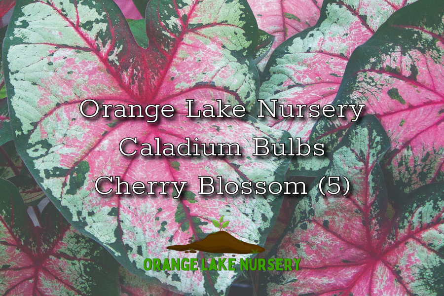 Caladium Cherry Blossom (5 bulbs)