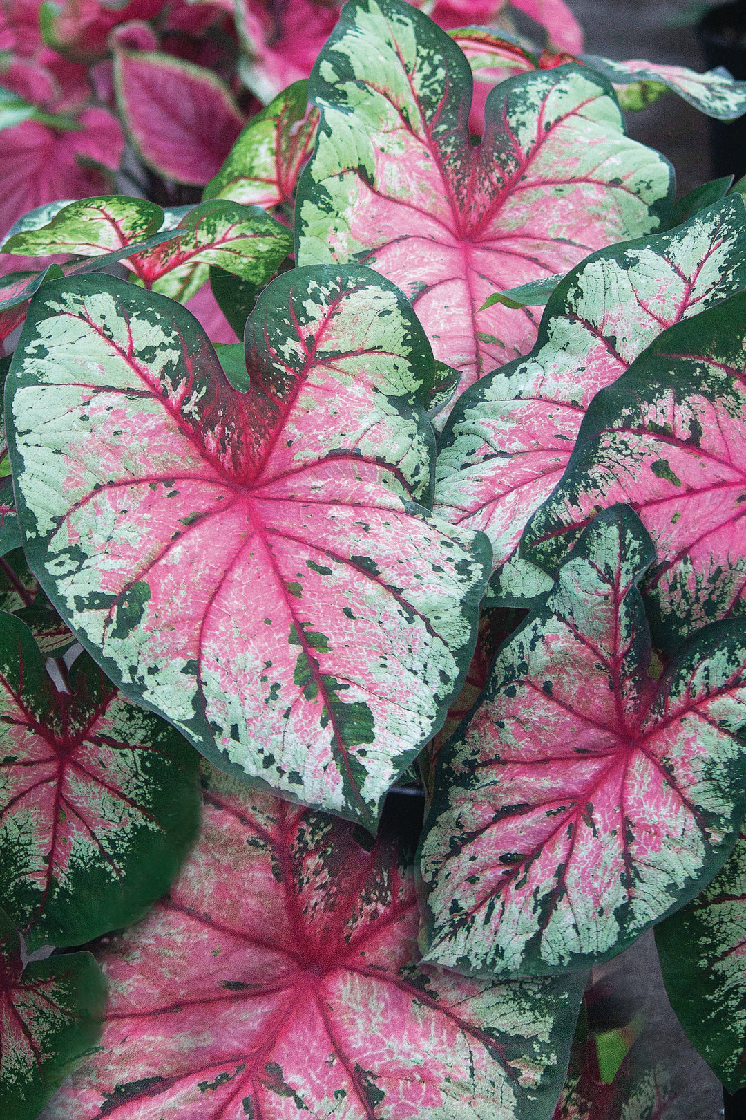 Caladium Cherry Blossom (5 bulbs)