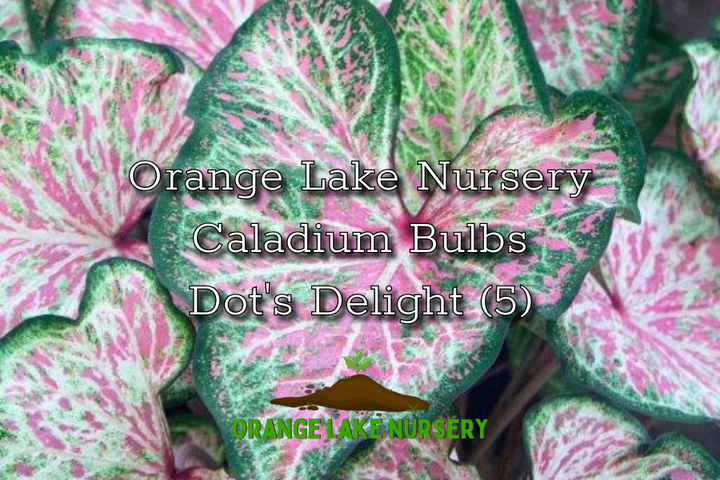 Caladium Dot's Delight (5 bulbs)