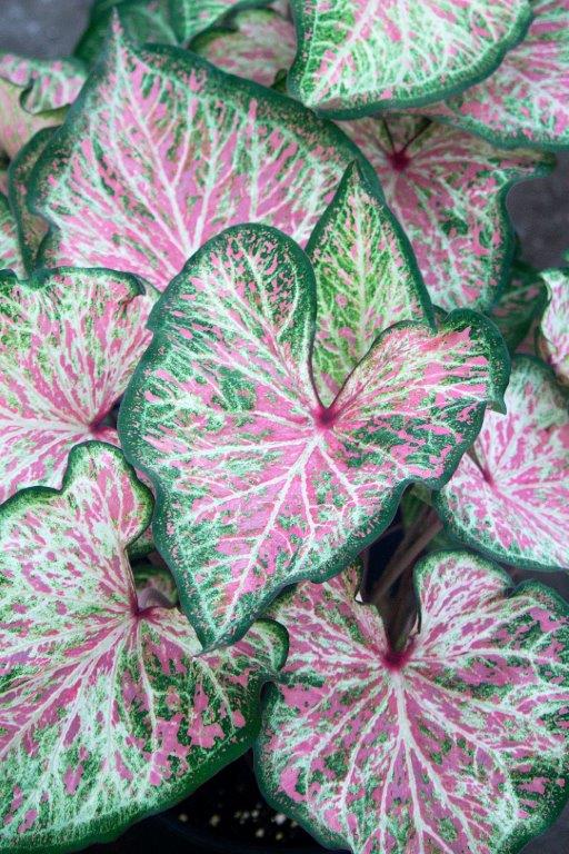 Caladium Dot's Delight (5 bulbs)