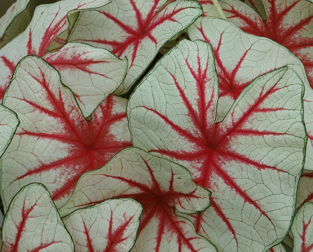 Caladium Fiesta (5 bulbs)