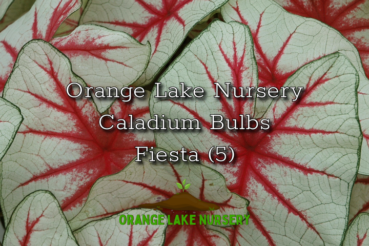 Caladium Fiesta (5 bulbs)