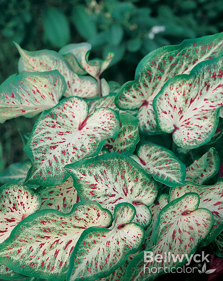 Caladium Gingerland (5 bulbs)