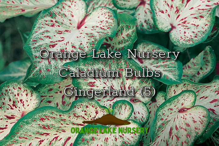 Caladium Gingerland (5 bulbs)