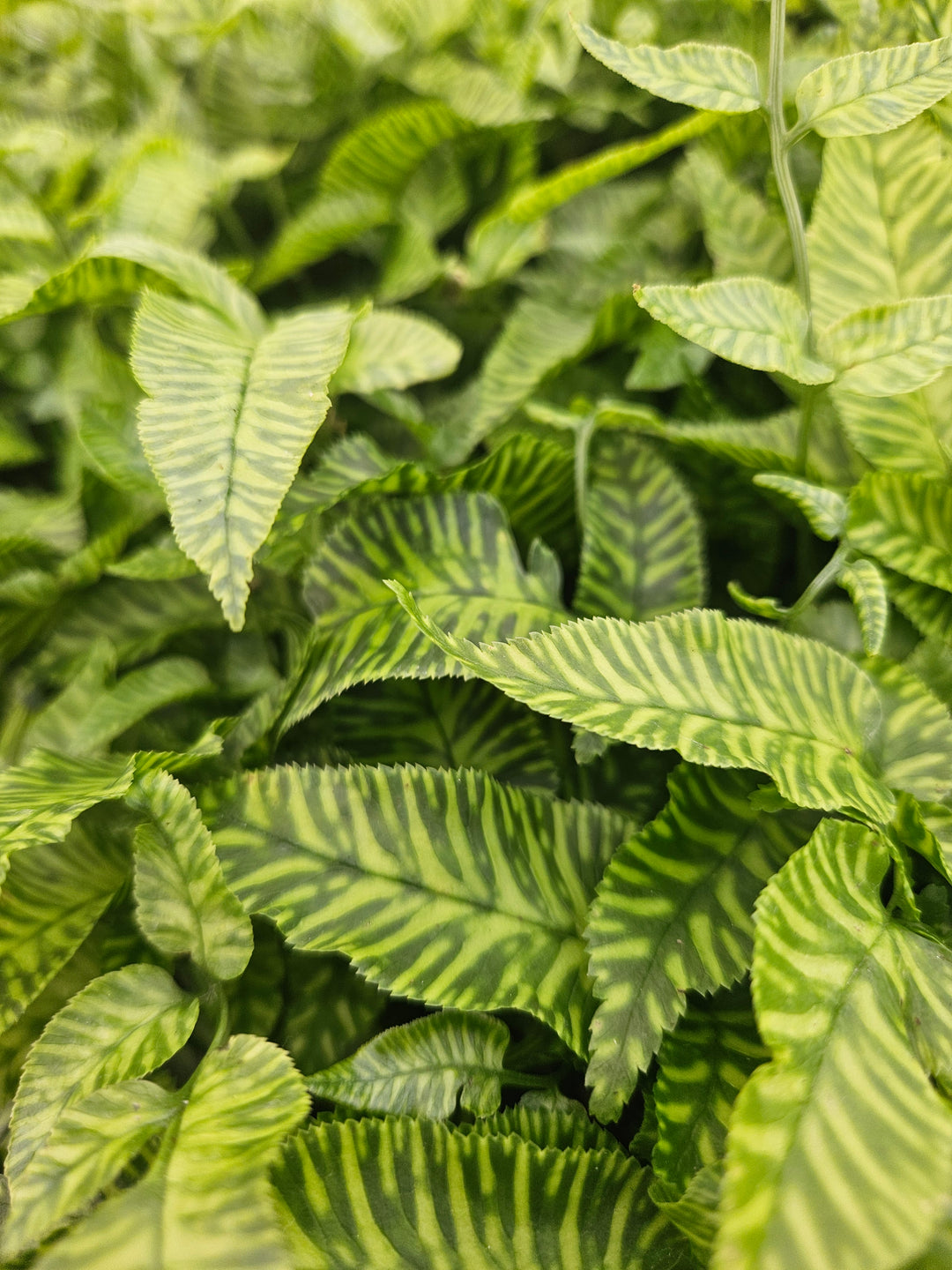 Golden Zebra Bamboo Fern