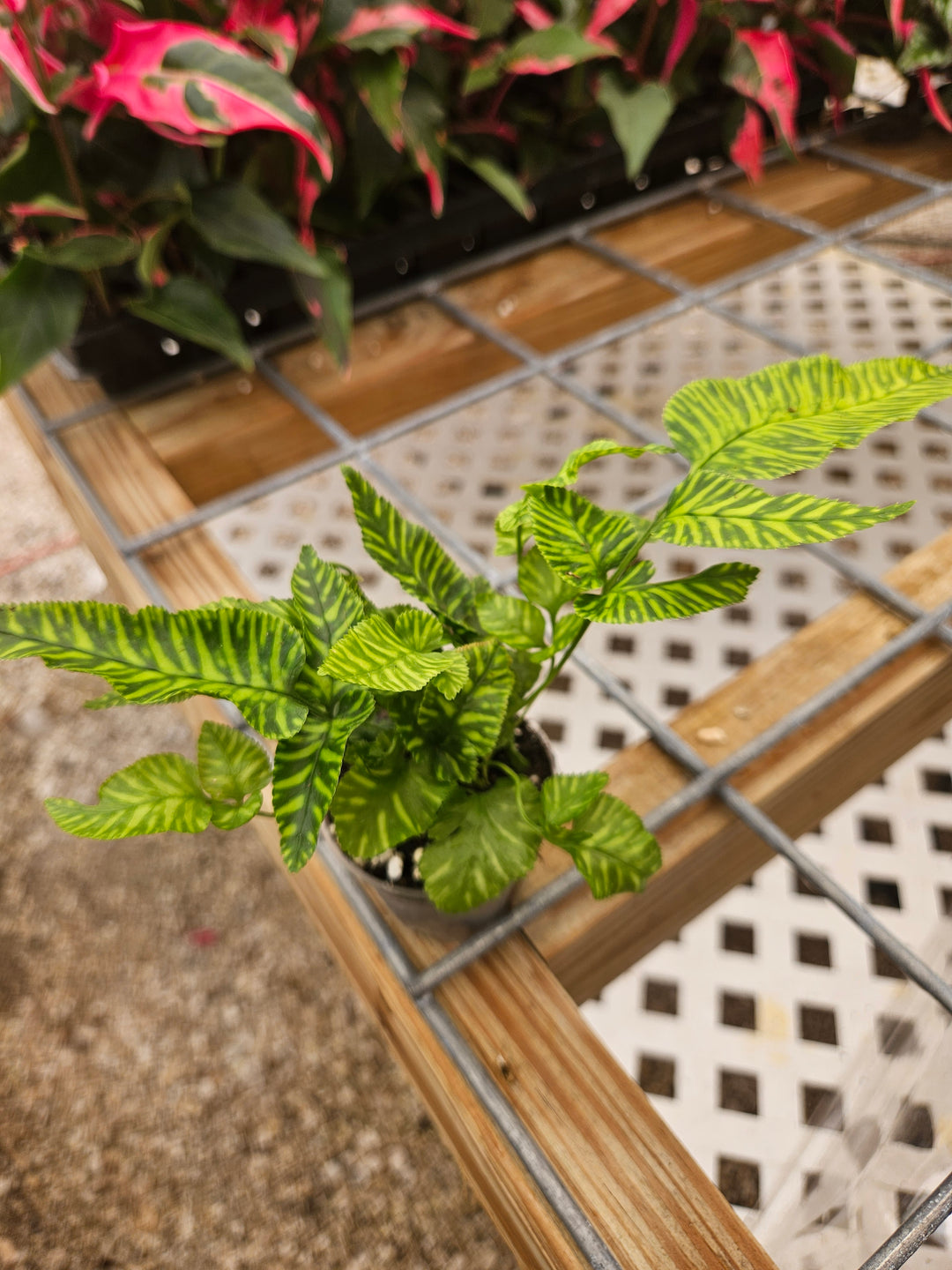 Golden Zebra Bamboo Fern