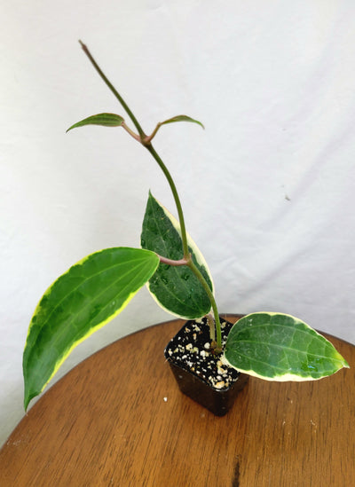 Hoya Macrophylla Plug