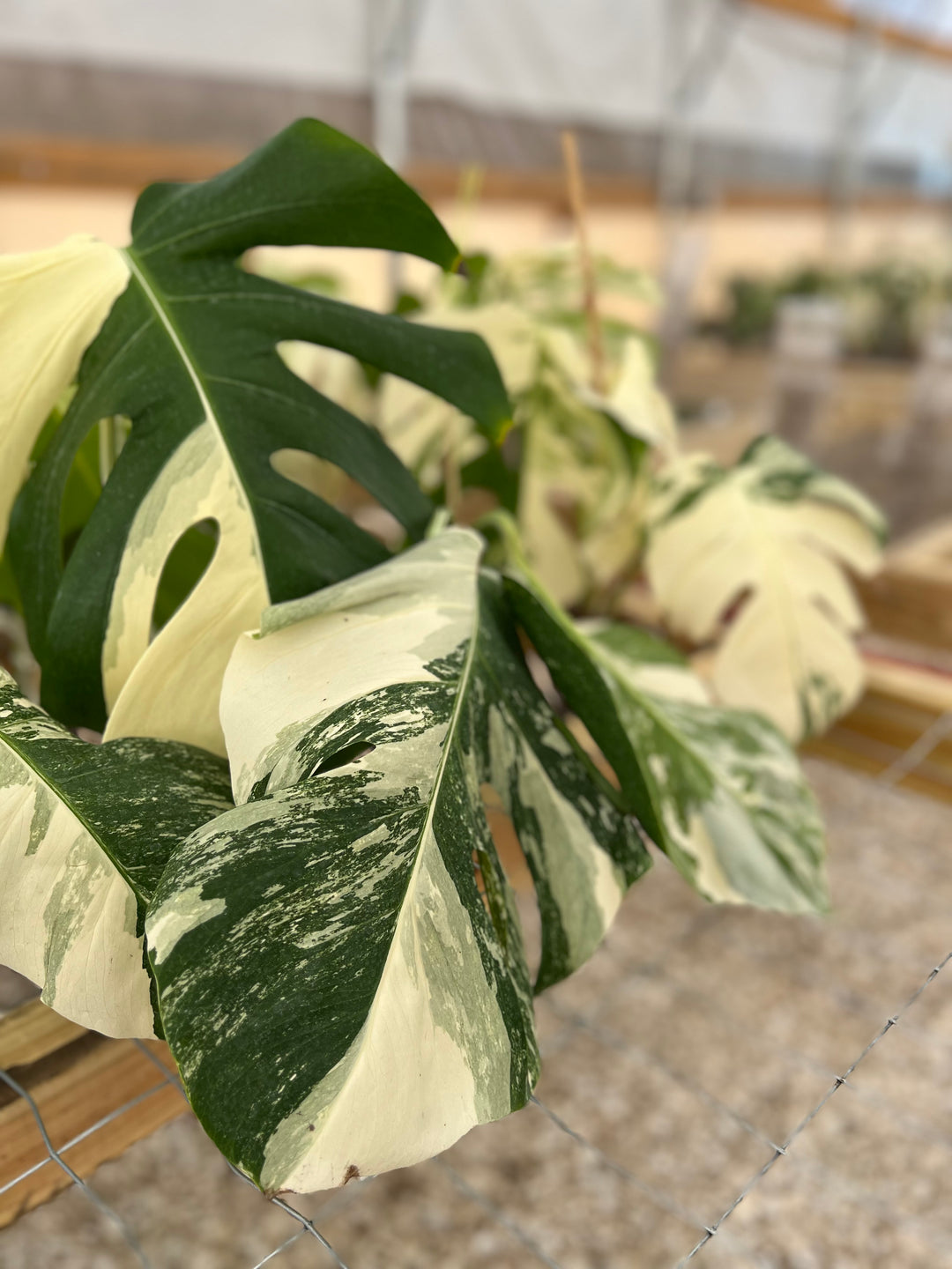 Monstera Albo (4in)