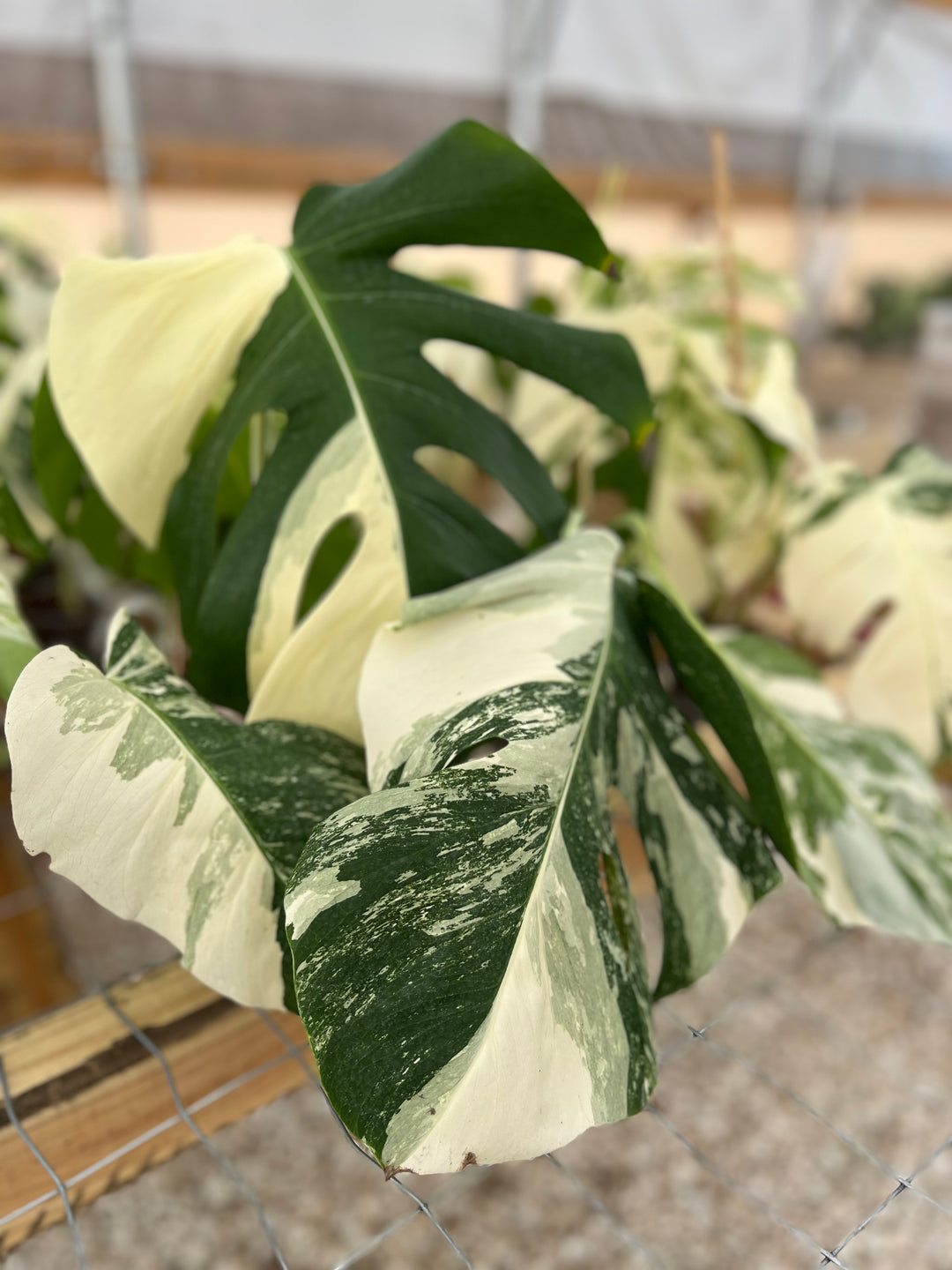 Monstera Albo (4in)