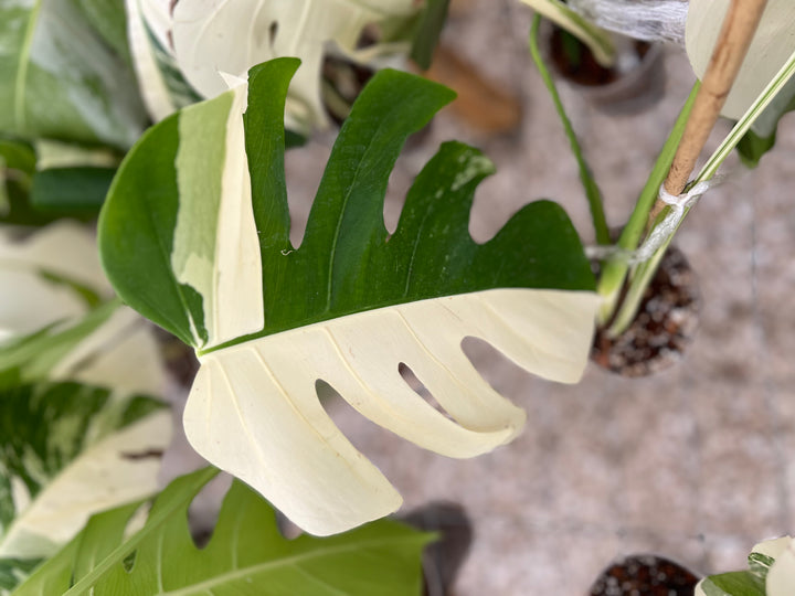 Monstera Albo (4in)