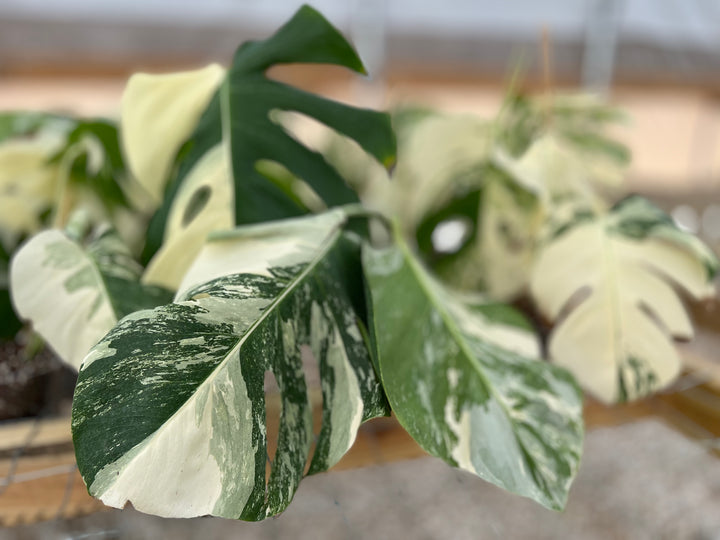 Monstera Albo (4in)