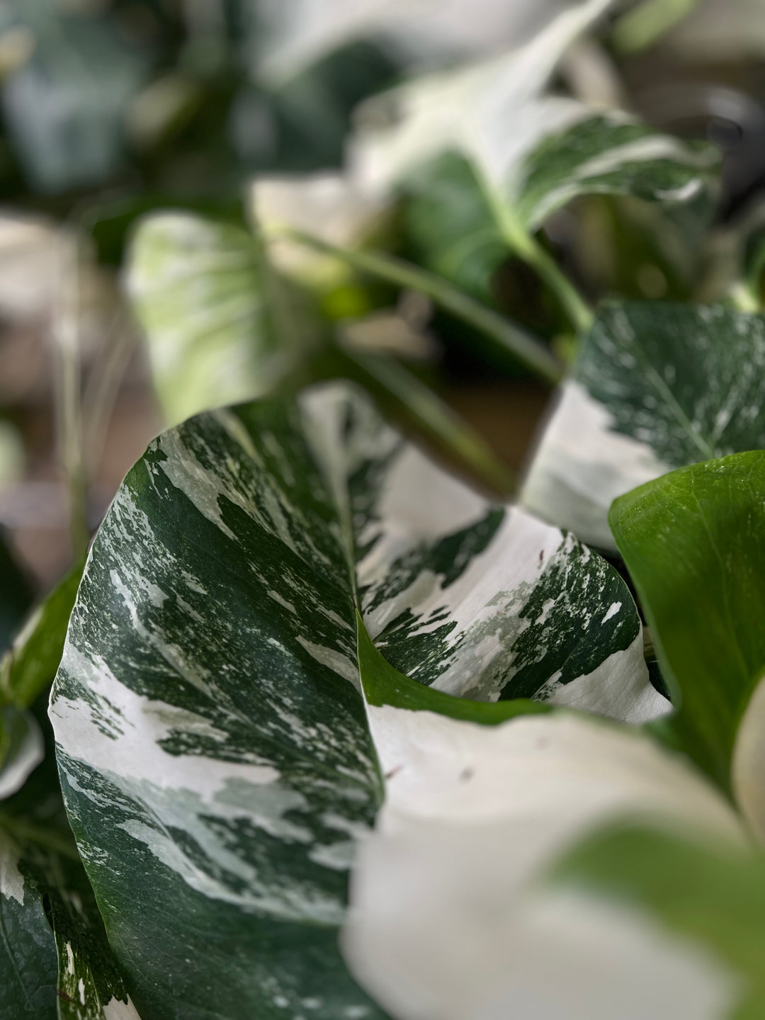 Monstera Albo (4in)